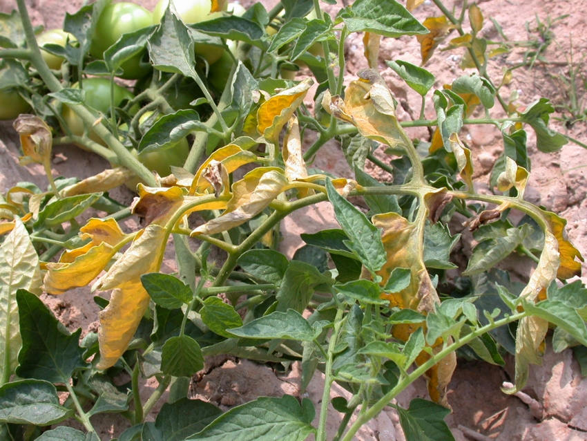 Verticillium wilt on a tomato plant